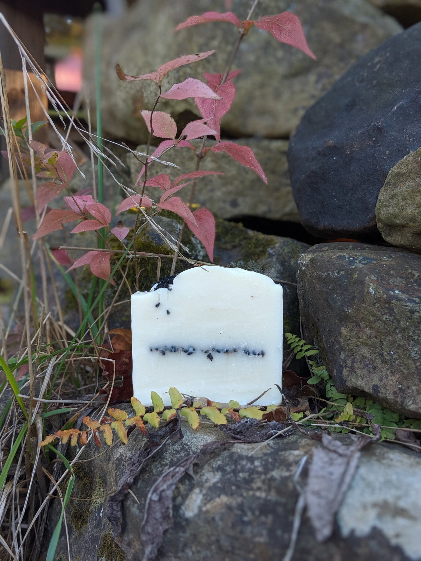 Birch Bark Tea