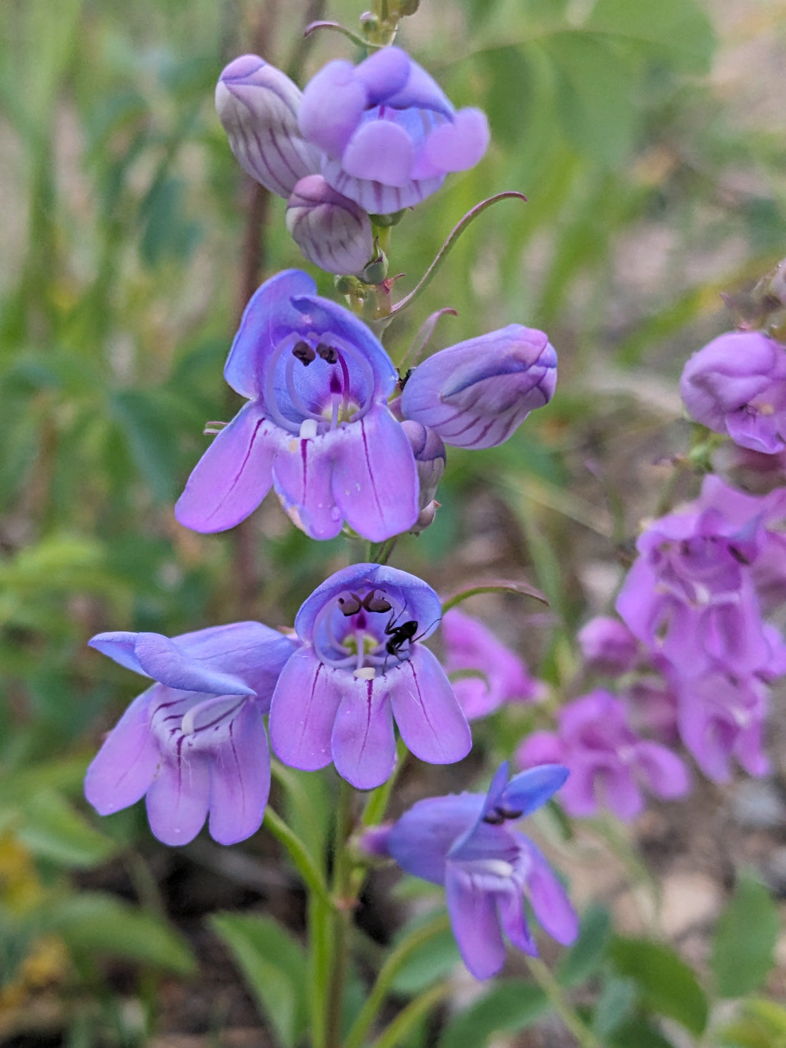 Luminescent purple blooms with an ant crawling inside 