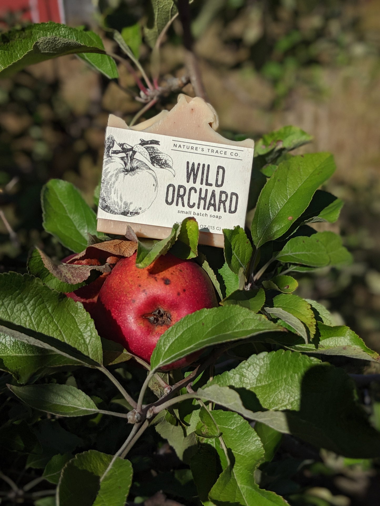 Wild Orchard